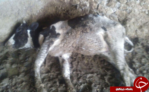 شبح مرگ بر روی گاوهای آشخانه + تصاویر