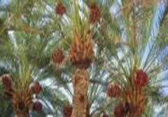 اتمام عملیات گرده افشانی نخیلات در شادگان