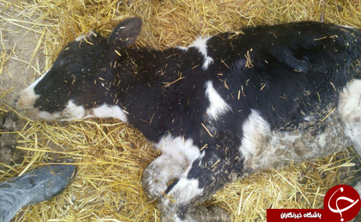 شبح مرگ روی گاوهای آشخانه + تصاویر
