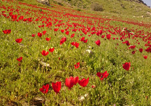 شهروند خبرنگار: زیبایی‌های کنارتخته از قاب دوربین + تصاویر