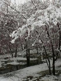 بارش برف درشانزدهمین روز ازفصل بهاردرسلماس