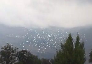 پرواز زیبای مرغان دریایی بر فراز درختان کهنسال + فیلم