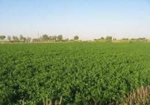 شهرستان پارس آباد مستعدترین منطقه کشت یونجه در کشور است