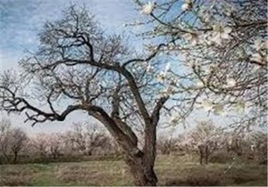 خسارت میلیاردی به باغات شهرستان روانسر