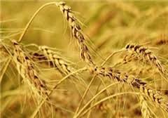 قیمت خرید تضمینی گندم به کشاورزان