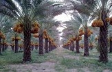 آغاز گرده افشانی 31هزارهکتار نخیلات جنوب کرمان