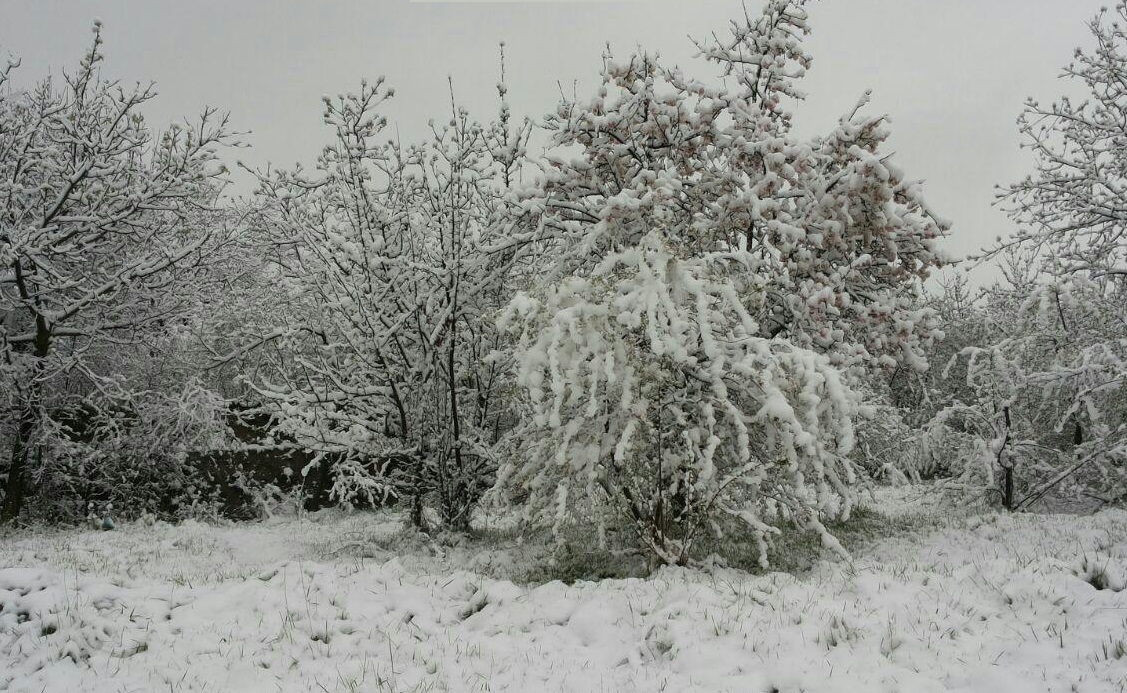 خسارت 25درصدی به محصولات باغی قوچان براثر سرمازدگی