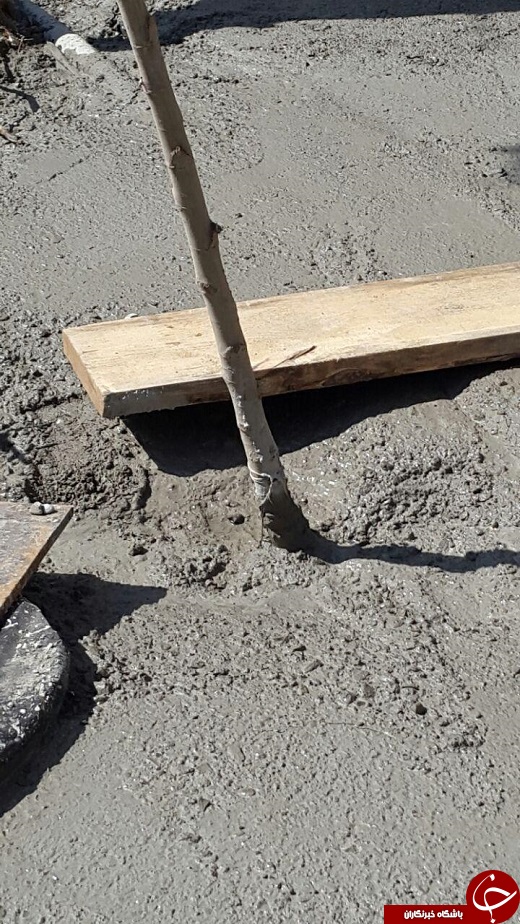 درختان سیمانی در خیابان پامنار + تصاویر