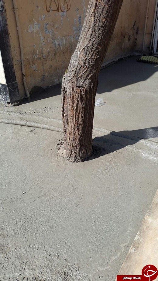 درختان سیمانی در خیابان پامنار + تصاویر