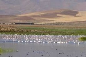 مهاجرت پرندگان مهاجر به تالاب های چالدران