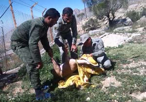 کل وحشی به محیط زیست برگشت