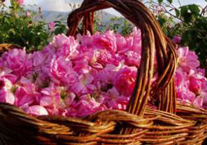 آغاز كشت گل محمدي در اراضي شيب دار كهگيلويه وبويراحمد