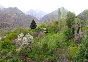 خودنمایی دهستان اسفندقه با بوته های بهاری