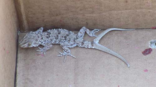 مشاهده جِکوی عجیب در گناباد