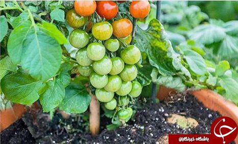 مهدی هاشمی در جبهه/ نخستین لپ&zwnj;تاپ&zwnj; دنیا / لحظه تولد مار کبری / روستایی عجیب در یونان