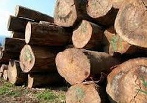 تعزیر 5 عامل قاچاق چوب