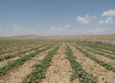 آغاز کاشت نشای خربزه در تربت جام