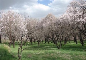 جلوگیری از ساخت و ساز در محدوده باغستان سنتی