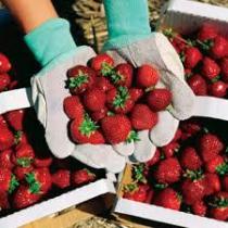 آغاز برداشت توت فرنگی گلخانه ای در استان زنجان