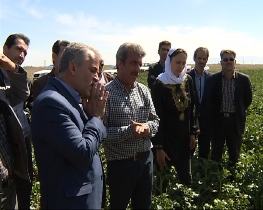 بازدید سرمایه گزاران فرانسوی ازمزارع کلزا