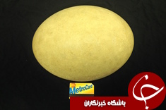 تخم مرغ 3 متری که 400 کیلو وزن دارد+تصاویر