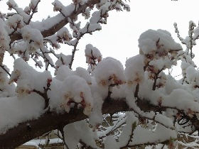 خسارت 135 میلیاردی سرما به باغداران ساوه ای