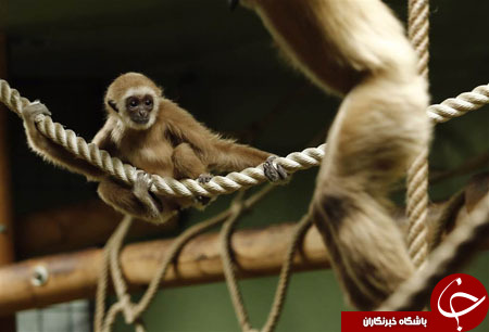 از حضور پرنس هری در نپال تا ملاقات لاگارد با مرکل