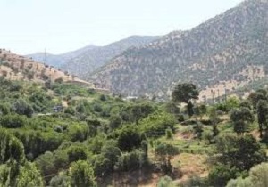 جنگل ها و مراتع کردستان، ثروتی ملی در حال نابودی