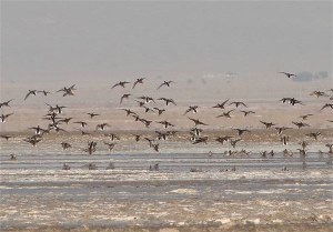 آغاز مهاجرت پرندگان از تالاب کجی نهبندان