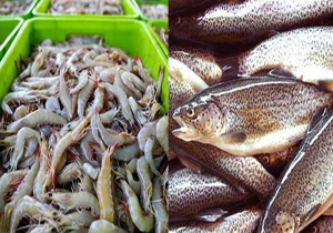 افزایش صادرات و تجارت آبزیان در سال جاری