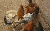 توزیع جوجه برای تقویت کارآفرینی مددجویان کمیته امدادکرمان