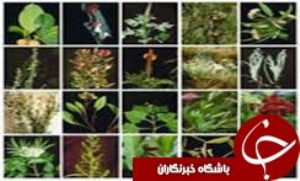 تنوع بیش از 100 گونه گیاهی در تبریز