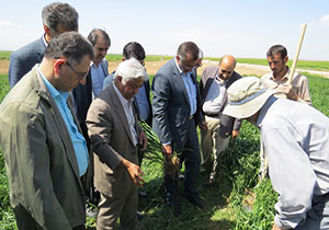 اجرای اولين طرح آبیاری زیرسطحی