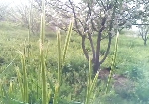 برآمد باد صبح و بوی نوروز + فیلم