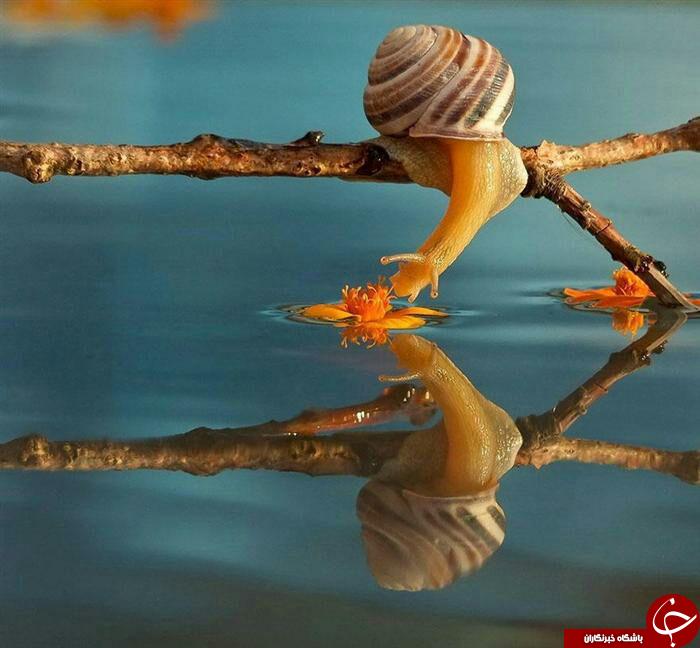 شگفتی های حلزون را در اینجا ببینید+ تصاویر