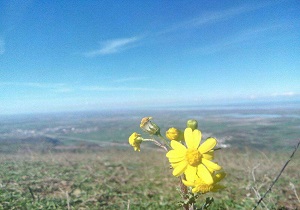 تصاویر زیبای بهاری خلیل&zwnj;شهر + تصاویر