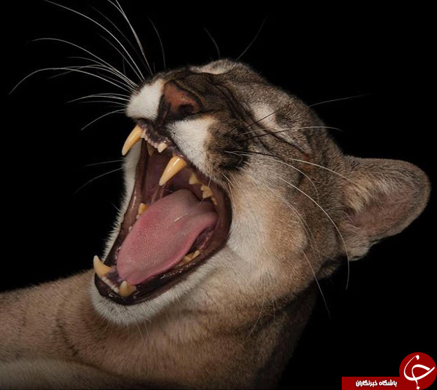 ثبت لحظه های ناب در اینستاگرام نشنال جئوگرافیک