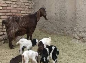 بزی در رفسنجان 4قلو زائید