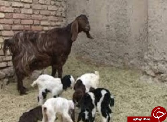 از انفجار مرگبار منزل مسکونی تا تولد نادر 4 بزغاله