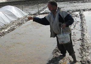 آغاز فصل نشا در روستای ایوک + تصاویر