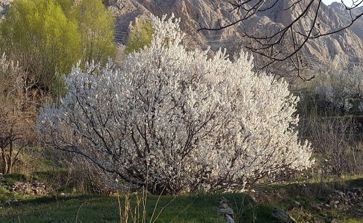 شهروندخبرنگار: شهمیرزاد تکه‌ای از بهشت ایران + تصاویر