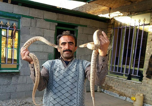 زندگی مسالمت آمیز خانواده کرمانشاهی در کنار مارها + تصاویر