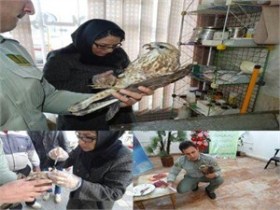 مداوای پرنده سارگپه مصدوم توسط دامپزشک در خوی
