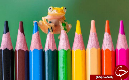از عکس هوایی مقر فیس&zwnj;بوک تا آموزش باغبانی میشل اوباما