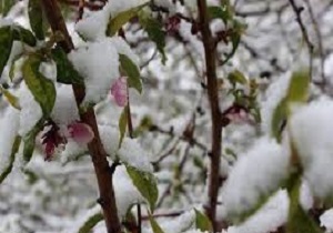 خسارت 328 میلیارد تومانی سرما به باغات اردبیل