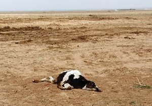 معدوم سازی لاشه یک رأس گاو تب دار