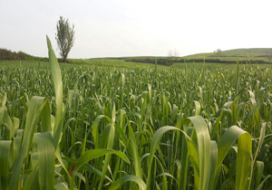طبیعت سرسبز و زیبای روستای دارابکلا + تصاویر