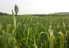 طبیعت سرسبز و زیبای روستای دارابکلا + تصاویر