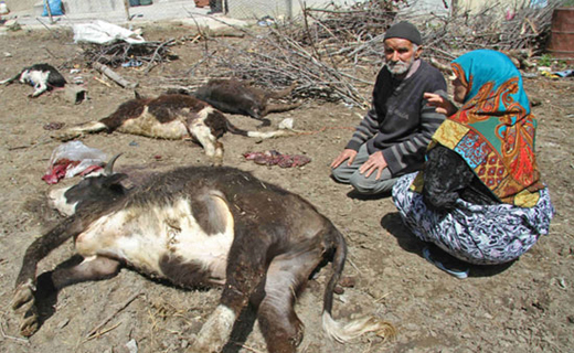 تلفات بیماری تب برفکی در بهشهر&lrm;+تصویر