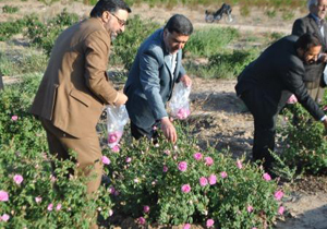 برداشت گل محمدی در مزارع شهرستان کاشان آغاز شد